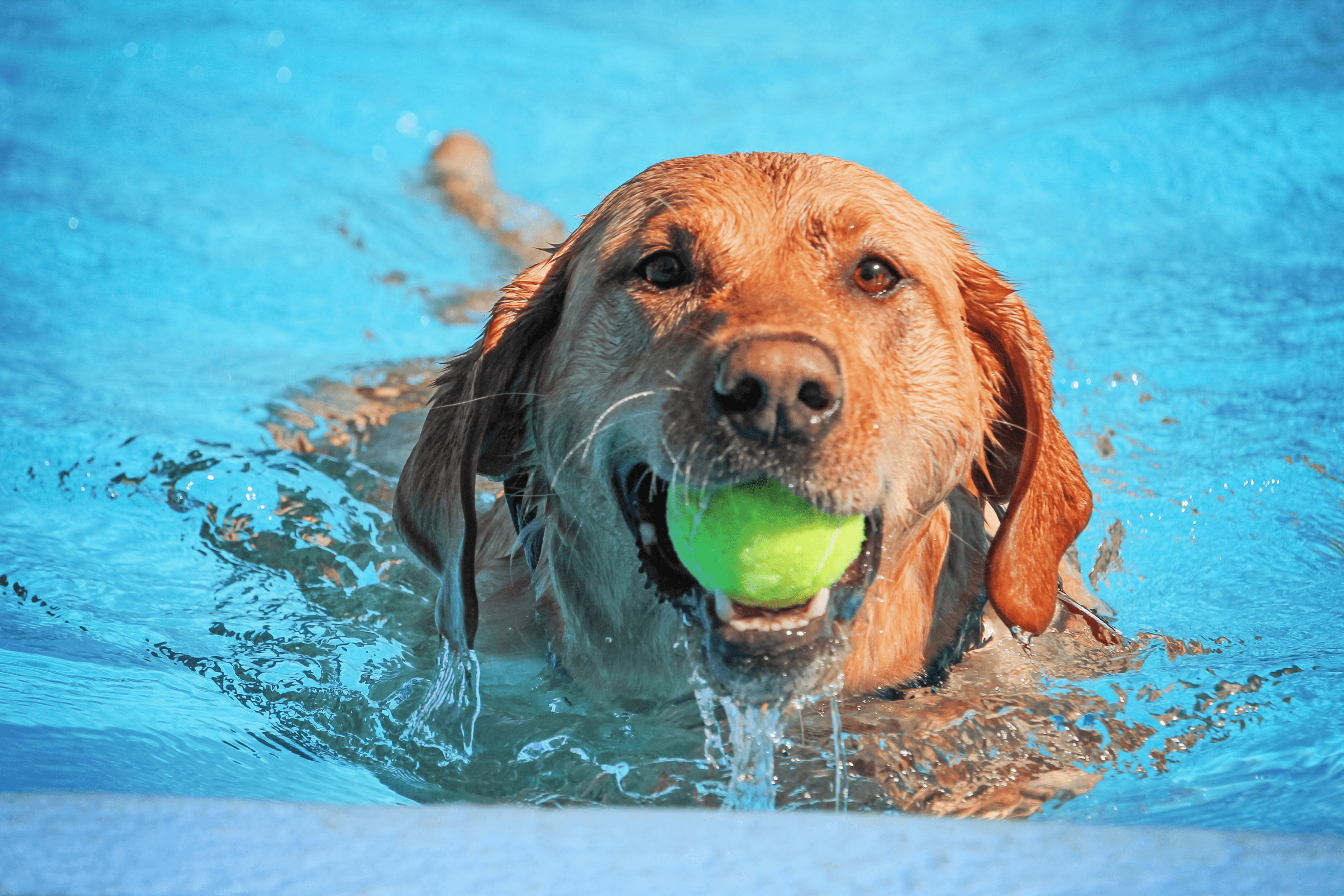 Dog fetching ball from pool