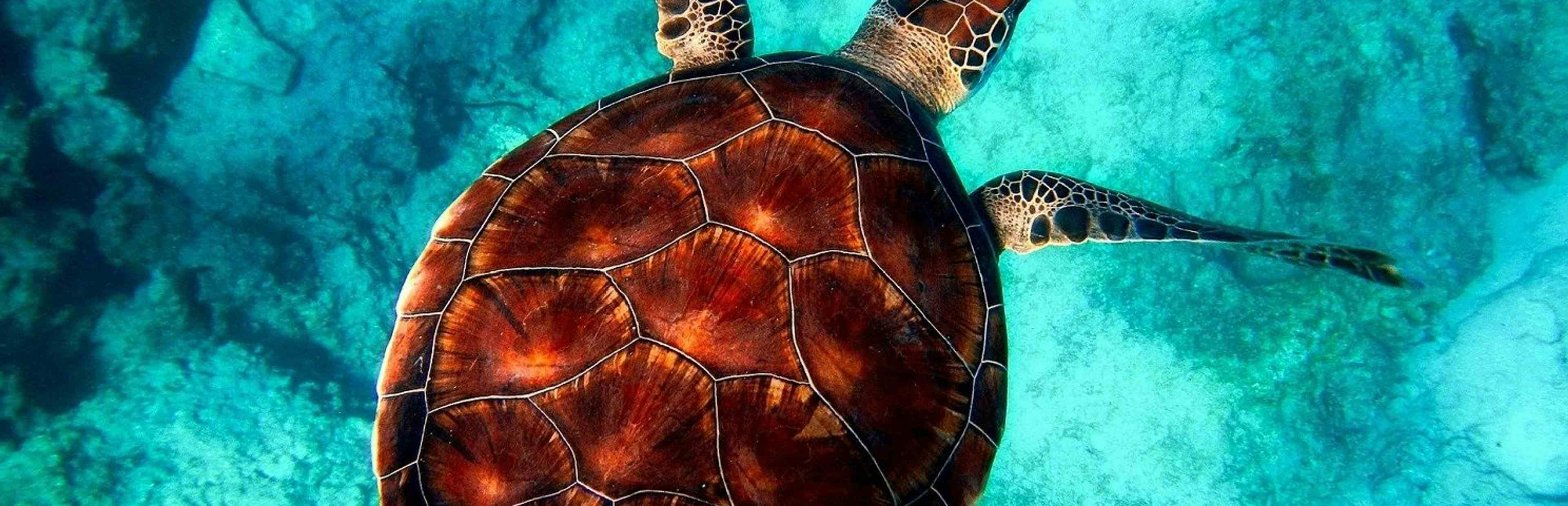 Ocean sea turtle
