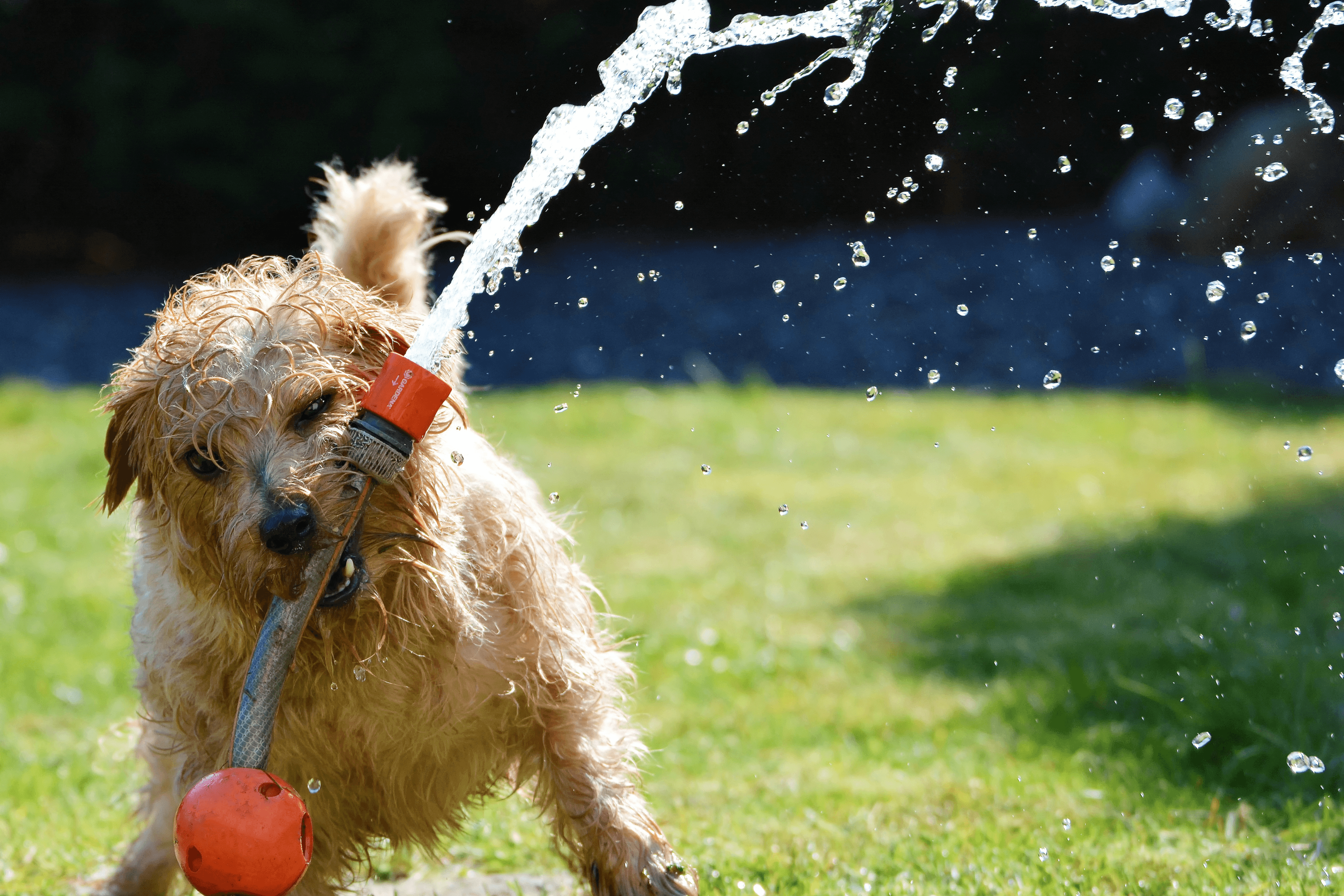 Dog playing with hose