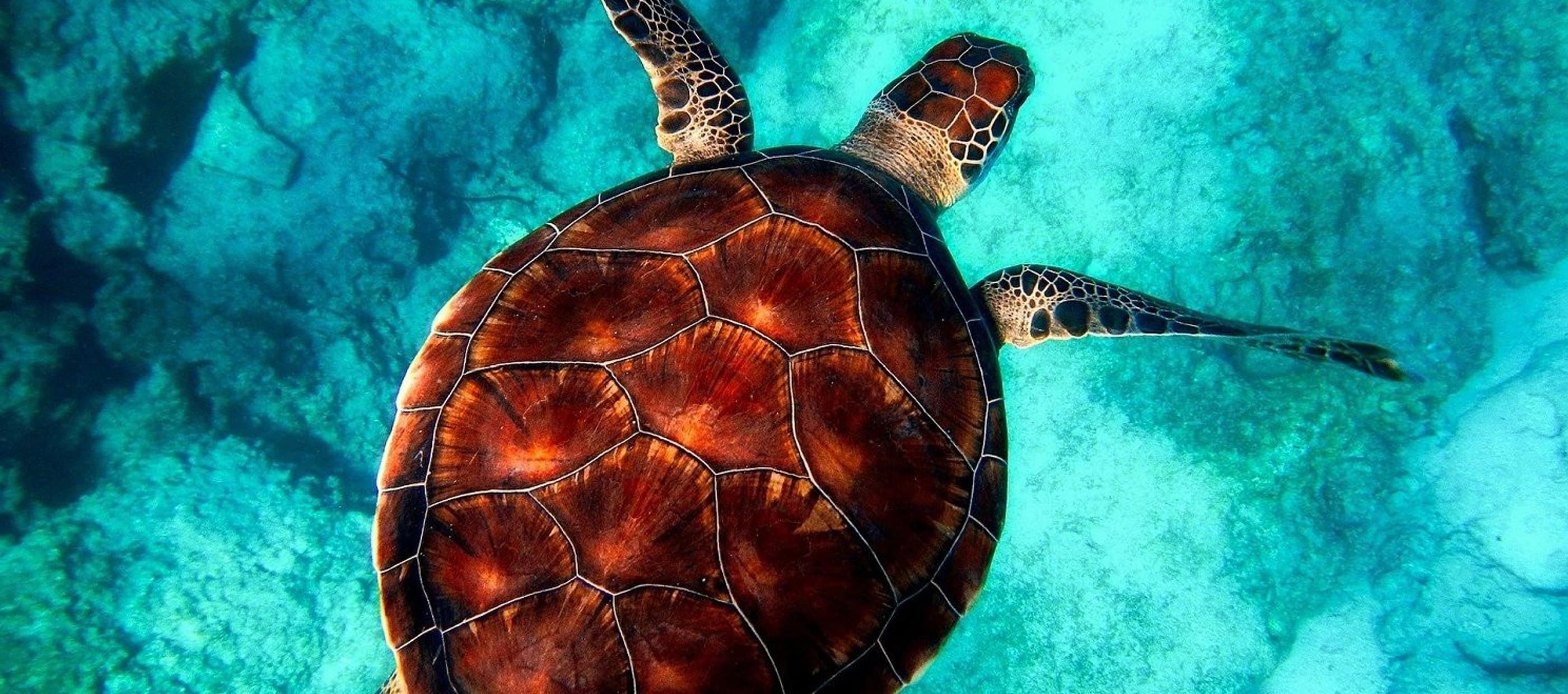 Ocean sea turtle