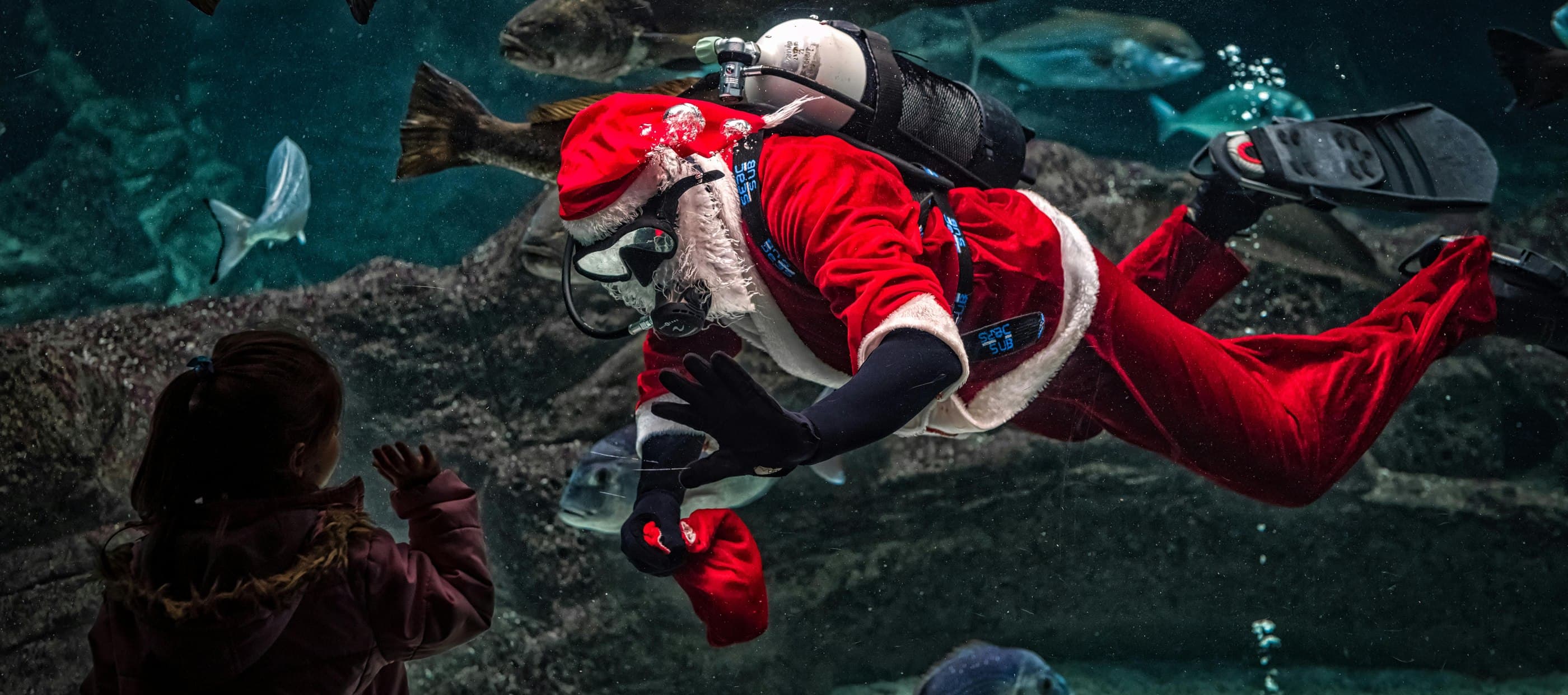 Santa swimming in Aquarium