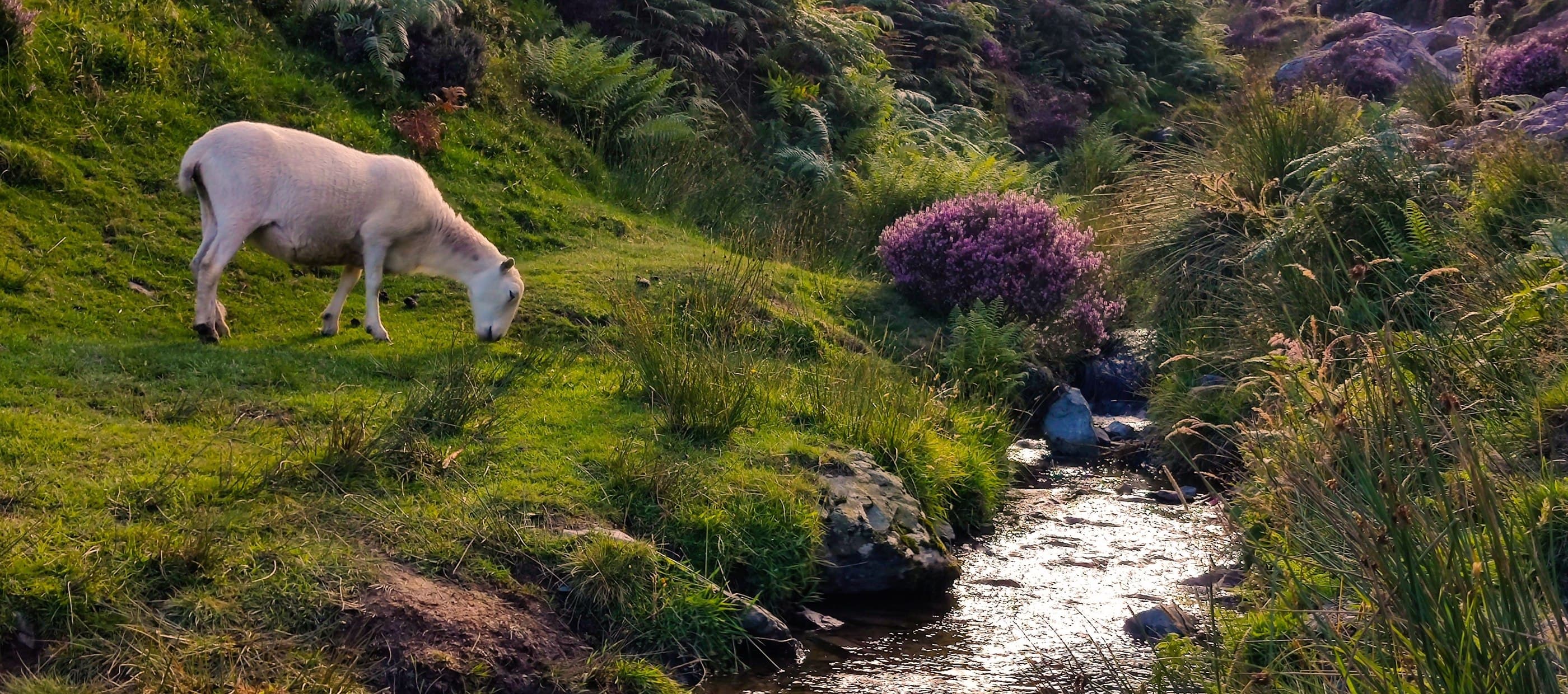 Swimming Lessons in Shropshire & Staffs