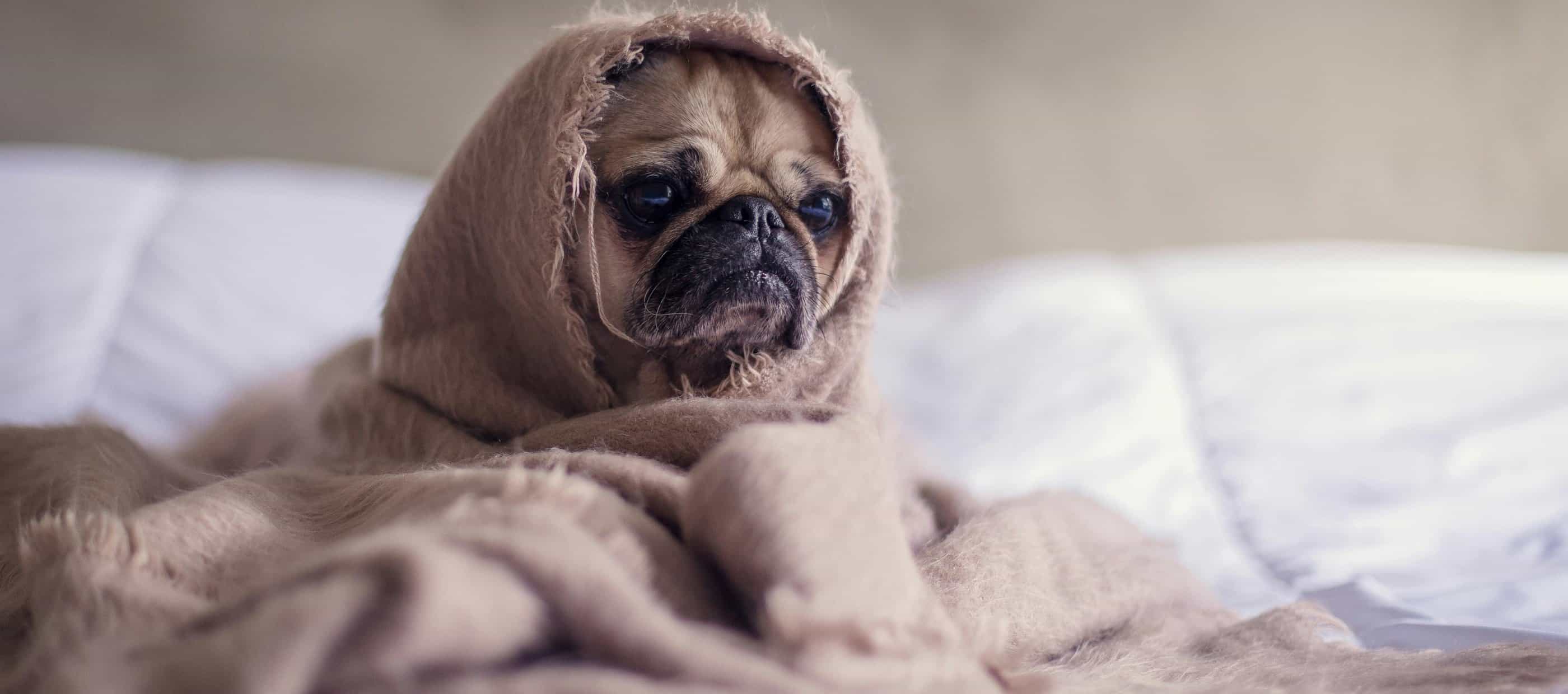 Pug wrapped in a blanket